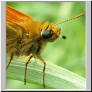 Ochlodes sylvanus - Rostfarbiger Dickkopf 04.jpg